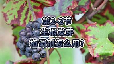 第2-2节-生根发芽，植调剂怎么用？