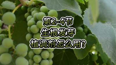 第2-4节-生根发芽，植调剂怎么用？