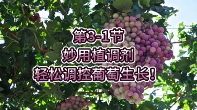 第3-1节-妙用植调剂，轻松调控葡萄生长！