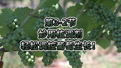 第3-2节-妙用植调剂，轻松调控葡萄生长！