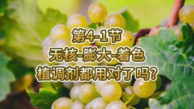 第4-1节-无核-膨大-着色，植调剂都用对了吗？