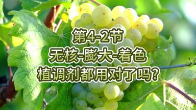 第4-2节-无核-膨大-着色，植调剂都用对了吗？