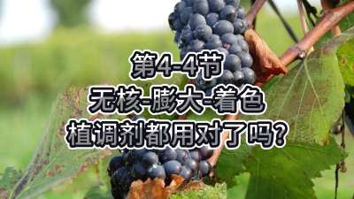 第4-4节-无核-膨大-着色，植调剂都用对了吗？