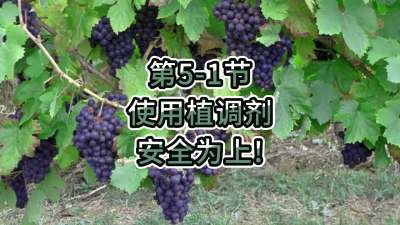 第5-1节-使用植调剂，安全为上！