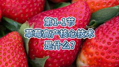第1-1节-草莓高产核心技术是什么？