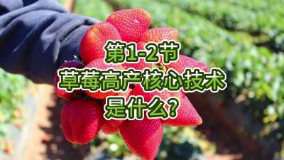 第1-2节-草莓高产核心技术是什么？