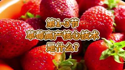 第1-3节-草莓高产核心技术是什么？