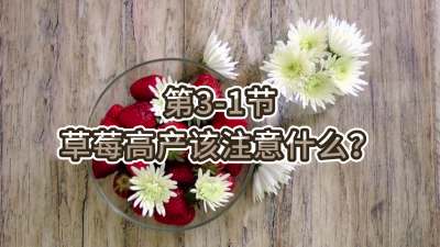 第3-1节-草莓高产该注意什么？