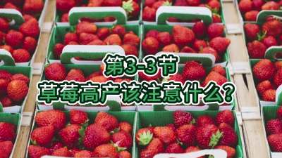 第3-3节-草莓高产该注意什么？