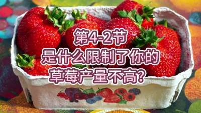 第4-2节-是什么限制了你的草莓产量不高？