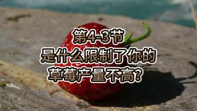 第4-3节-是什么限制了你的草莓产量不高？