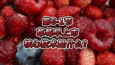 第6-1节-草莓早上市核心技术是什么？