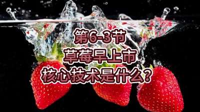 第6-3节-草莓早上市核心技术是什么？