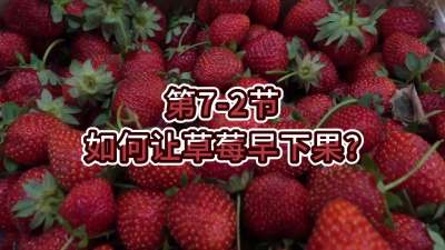 第7-2节-如何让草莓早下果？