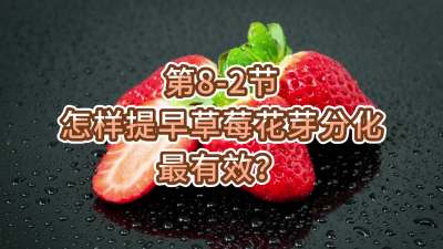 第8-2节-怎样提早草莓花芽分化最有效？