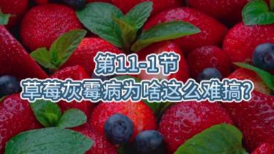 第11-1节-草莓灰霉病为啥这么难搞？