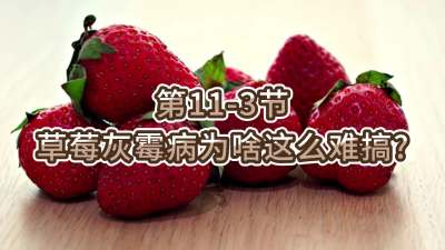 第11-3节-草莓灰霉病为啥这么难搞？