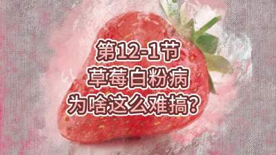 第12-1节-草莓白粉病为啥这么难搞？