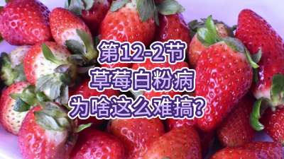 第12-2节-草莓白粉病为啥这么难搞？