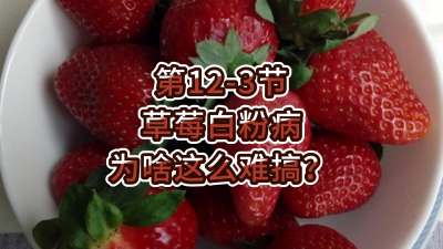 第12-3节-草莓白粉病为啥这么难搞？