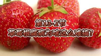 第13-2节-草莓根腐病为啥这么难搞？