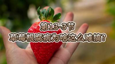 第13-3节-草莓根腐病为啥这么难搞？