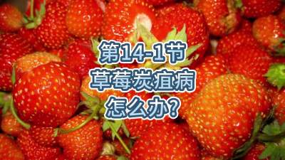 第14-1节-草莓炭疽病怎么办？