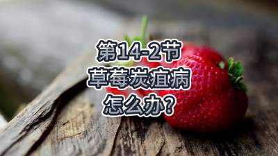 第14-2节-草莓炭疽病怎么办？