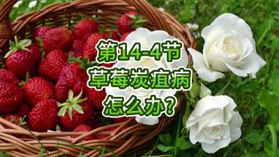 第14-4节-草莓炭疽病怎么办？