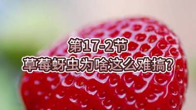 第17-2节-草莓蚜虫为啥这么难搞？