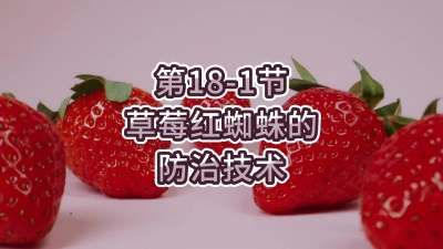 第18-1节-草莓红蜘蛛的防治技术