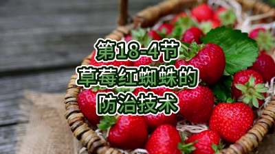 第18-4节-草莓红蜘蛛的防治技术
