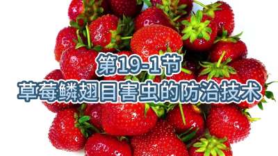 第19-1节-草莓鳞翅目害虫的防治技术