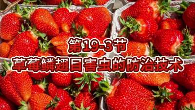 第19-3节-草莓鳞翅目害虫的防治技术