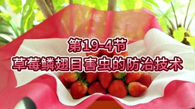 第19-4节-草莓鳞翅目害虫的防治技术