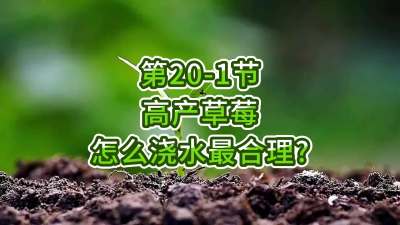 第20-1节-高产草莓怎么浇水最合理？