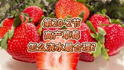 第20-2节-高产草莓怎么浇水最合理？