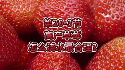 第20-3节-高产草莓怎么浇水最合理？