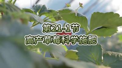 第21-1节-高产草莓科学施肥