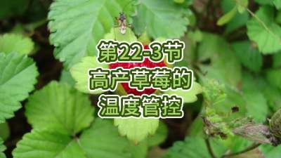 第22-3节-高产草莓的温度管控