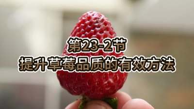 第23-2节-提升草莓品质的有效方法
