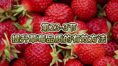 第23-3节-提升草莓品质的有效方法