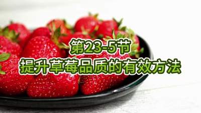 第23-5节-提升草莓品质的有效方法