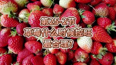 第25-2节-草莓什么时候控旺最合理？
