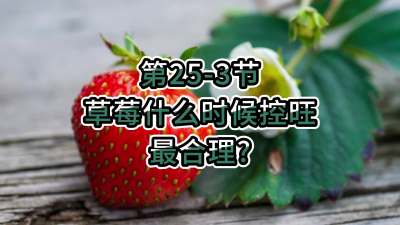 第25-3节-草莓什么时候控旺最合理？