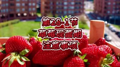 第28-1节-草莓现蕾期注意事项