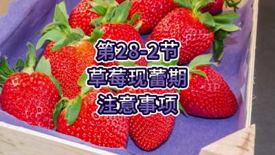 第28-2节-草莓现蕾期注意事项