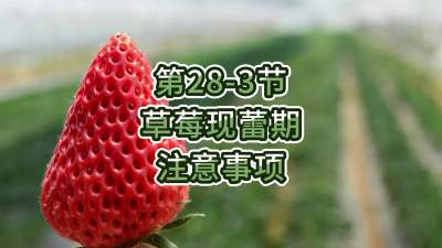 第28-3节-草莓现蕾期注意事项