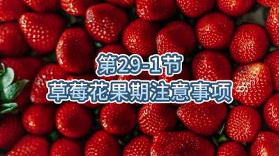 第29-1节-草莓花果期注意事项