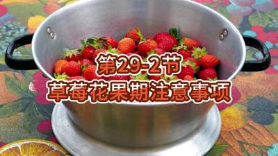 第29-2节-草莓花果期注意事项